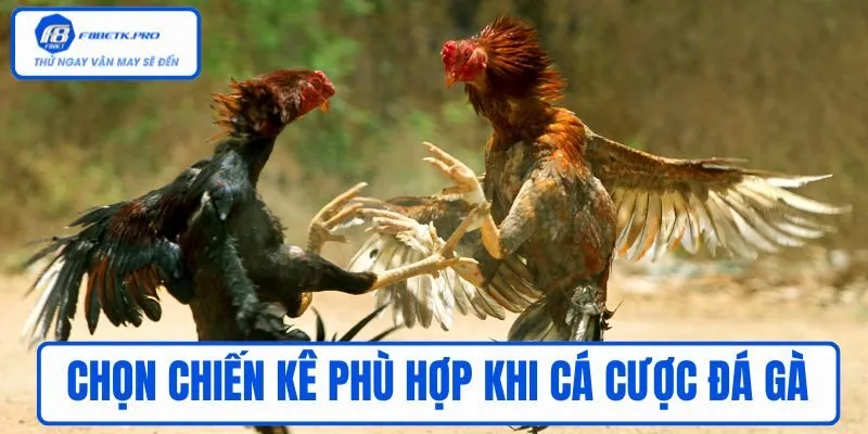Chọn chiến kê phù hợp khi cá cược đá gà