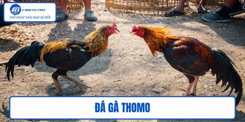 Đá gà Thomo