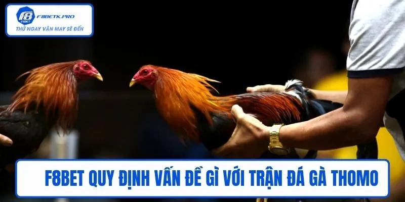F8BET quy định vấn đề gì với trận đấu gà Thomo