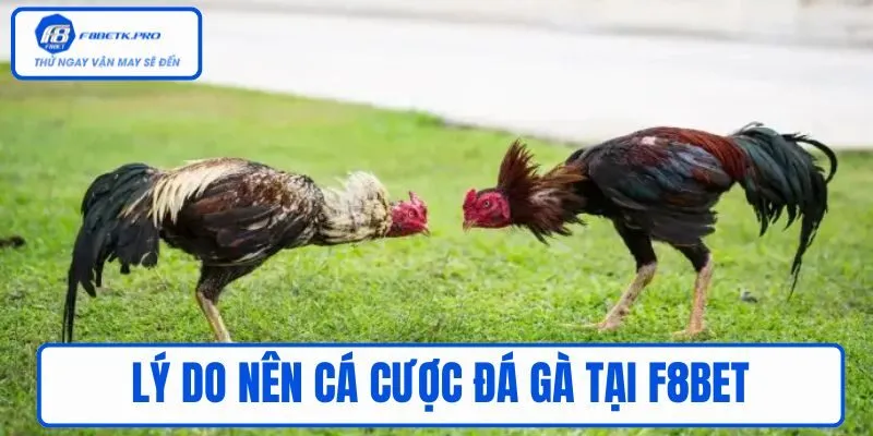 Lý do nên cá cược đá gà tại F8BET