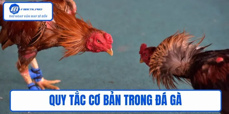 Quy tắc cơ bản trong đá gà