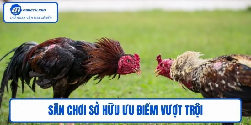 Sân chơi đá gà trực tuyến sở hữu ưu điểm vượt trội