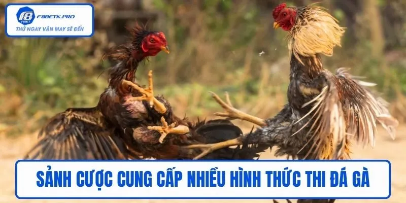 Sảnh cược cung cấp nhiều hình thức thi đá gà Thomo