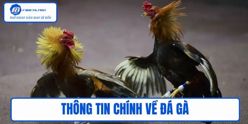 Thông tin chính về đá gà